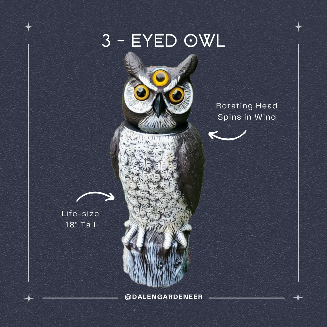 3-EYED OWL ™