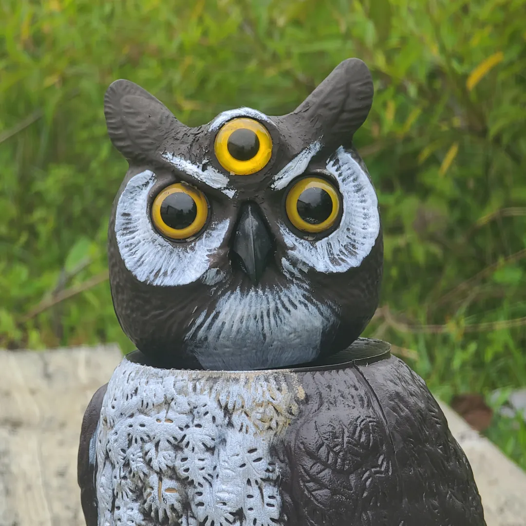 3-EYED OWL ™