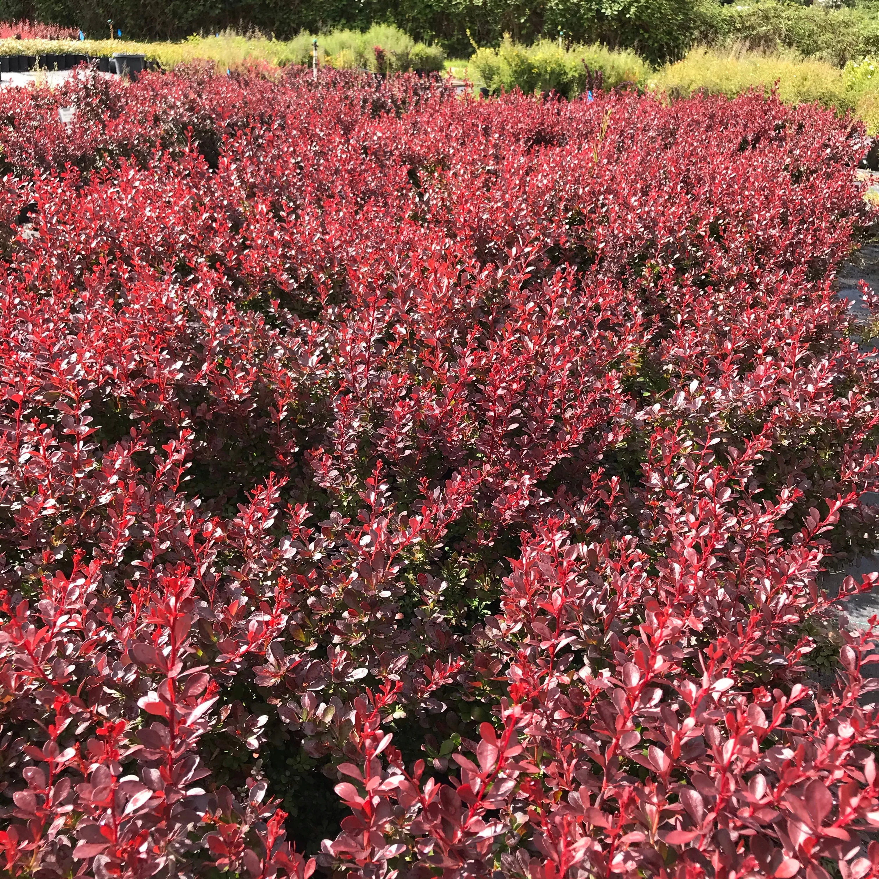 Barberry 'Crimson Pygmy'