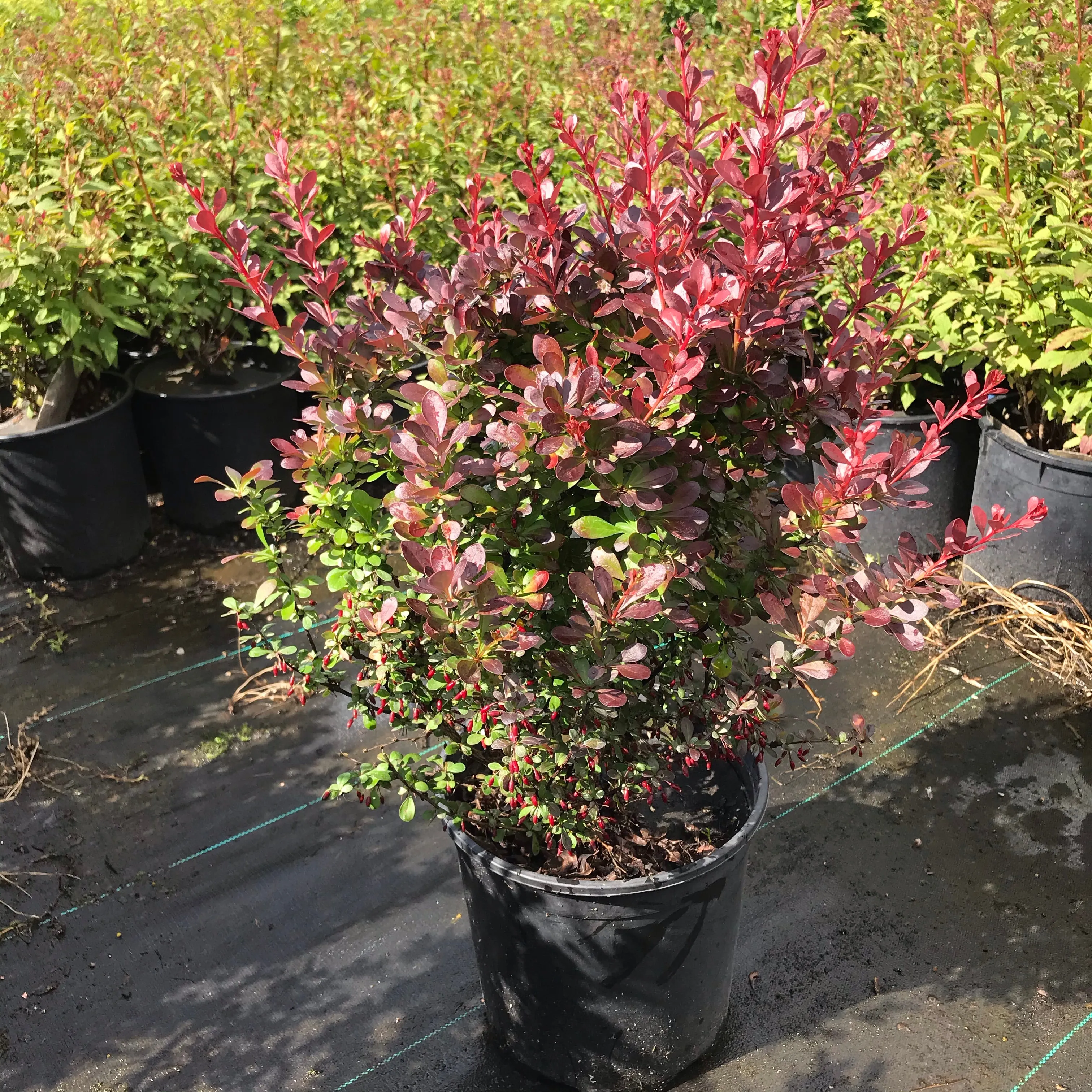 Barberry 'Crimson Pygmy'