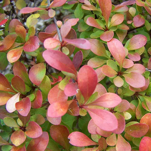 Barberry 'Crimson Pygmy'