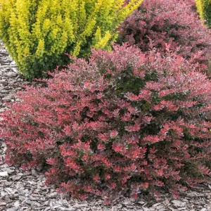 Barberry 'Crimson Pygmy'