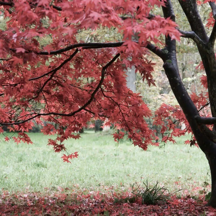 Bloodgood Japanese Maple