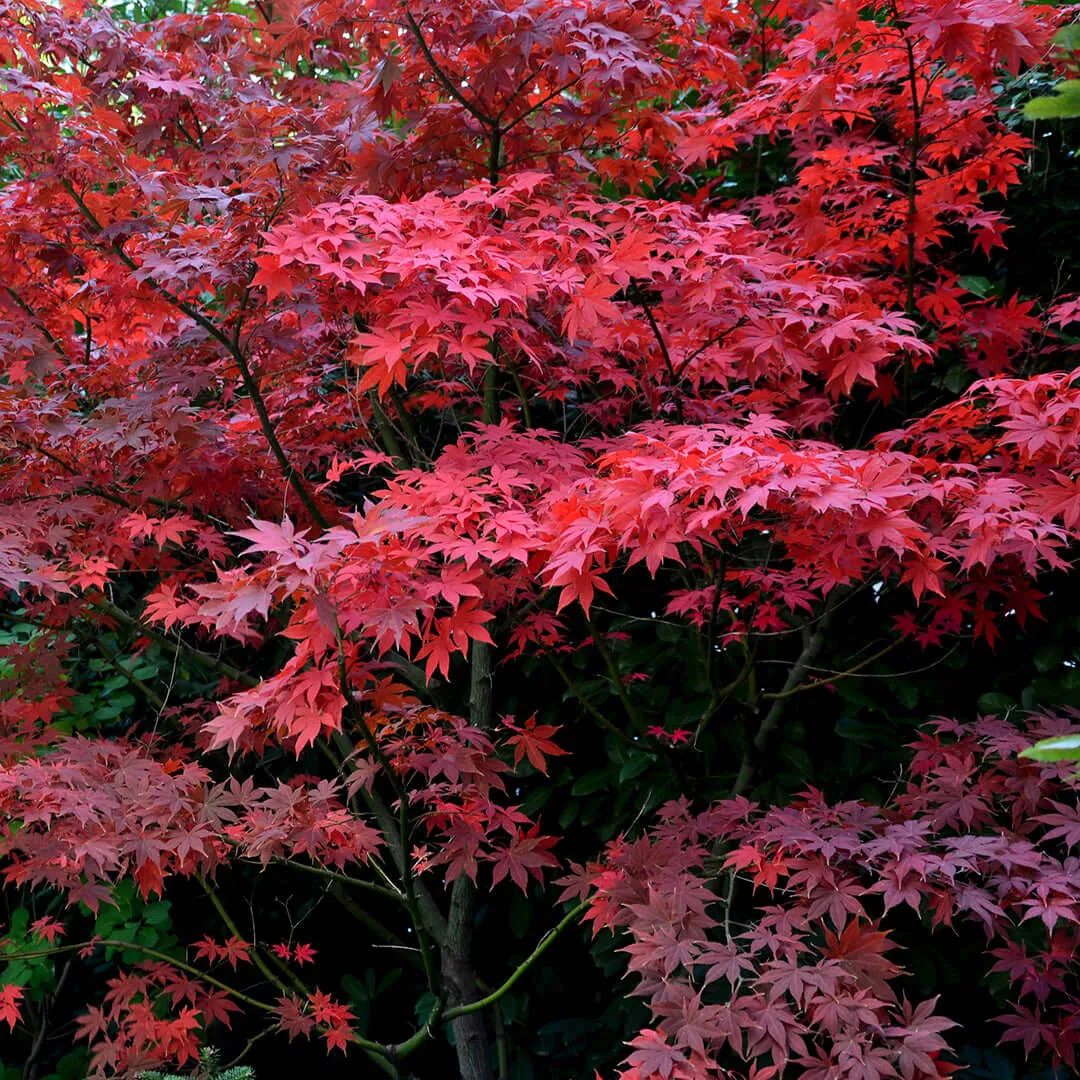 Bloodgood Japanese Maple