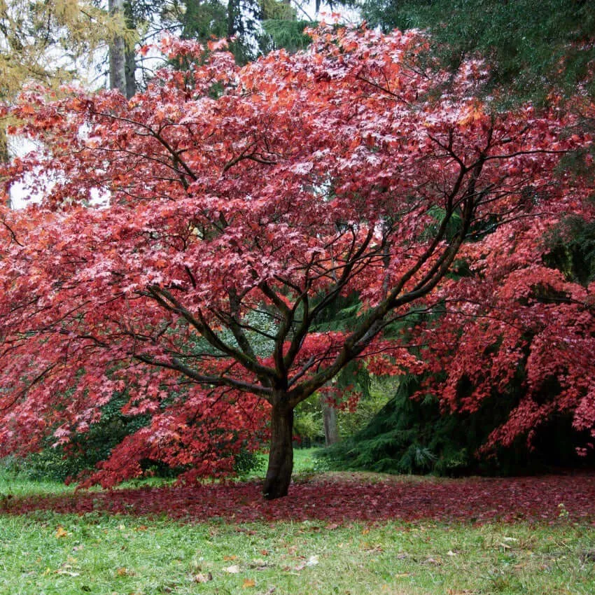 Bloodgood Japanese Maple