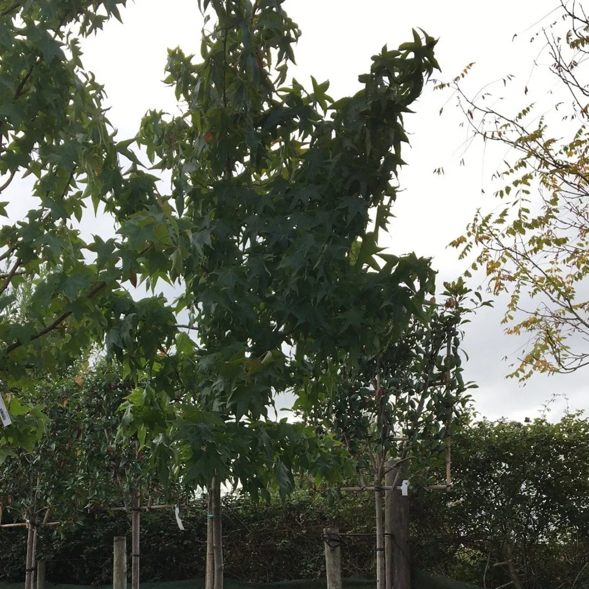 Liquidambar styraciflua - 35 litre Std