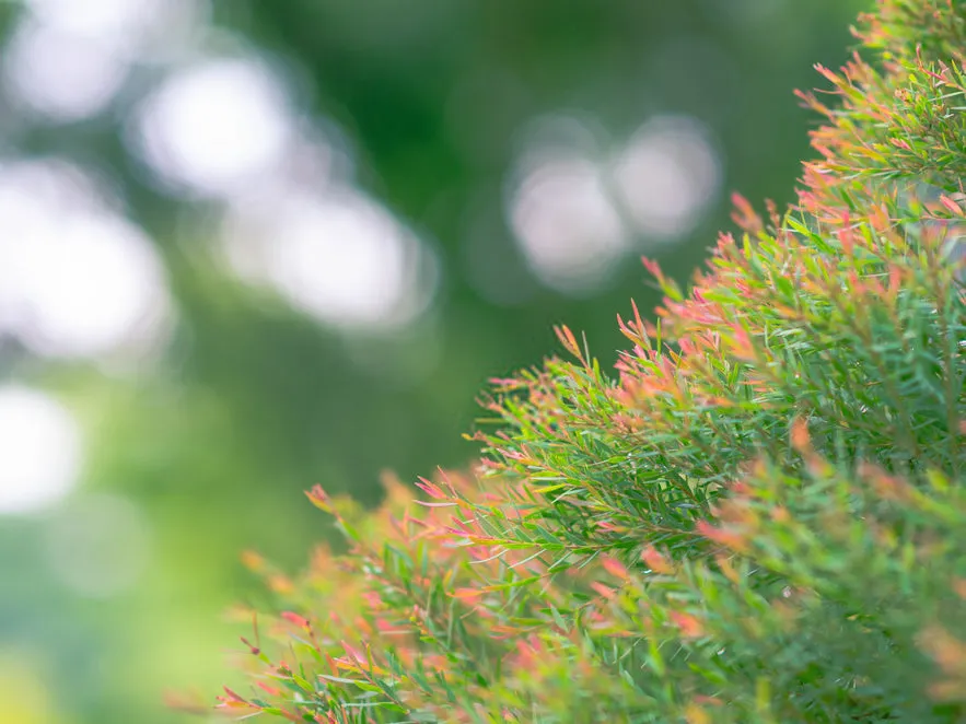 Melaleuca Claret Tops