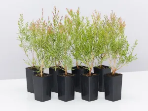 Melaleuca Claret Tops