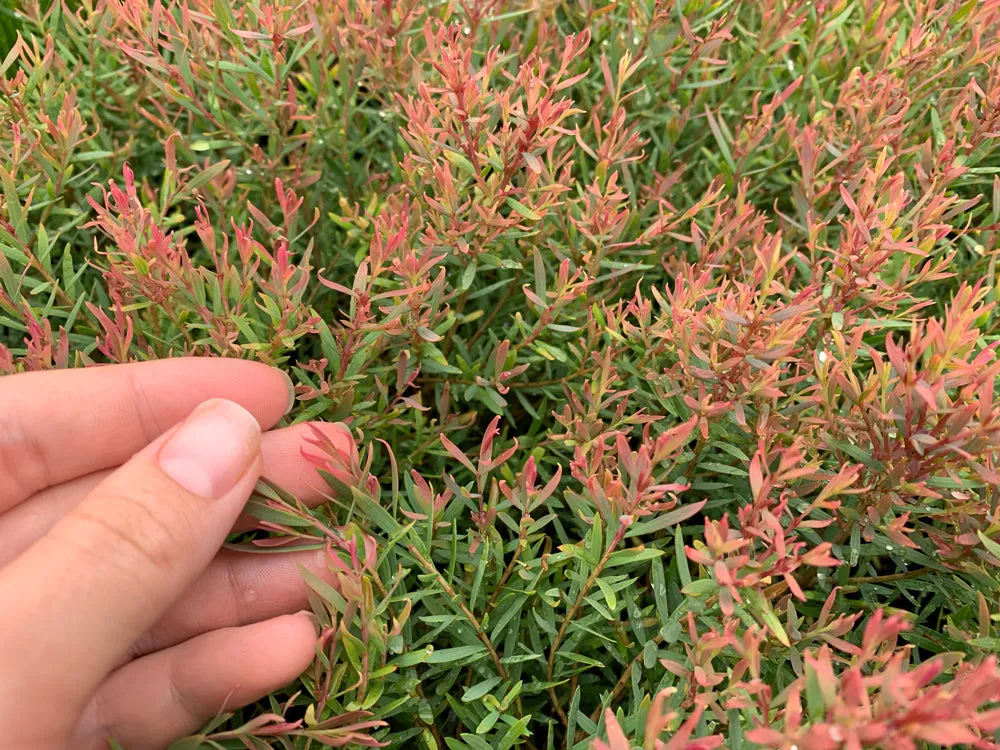 Melaleuca Claret Tops