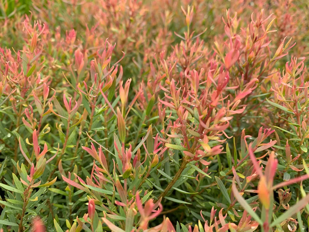 Melaleuca Claret Tops